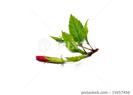 red not blooming hibiscus flower 15657498