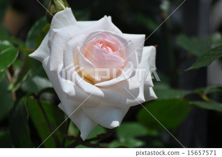 Swan lake peeling up 15657571