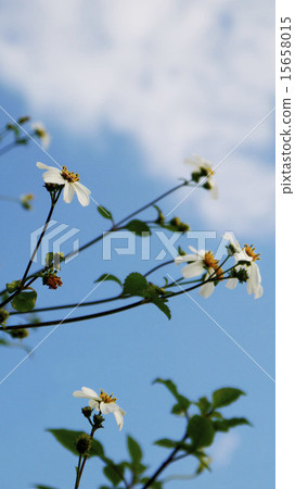 Demeanus草，竹草，大花蕾，天空，藥用植物，野草，雲，靛藍色 15658015