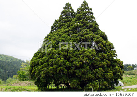 山形縣的小栗 山形縣的小栗 15659107
