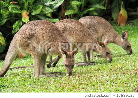 Kangaroo 15659155