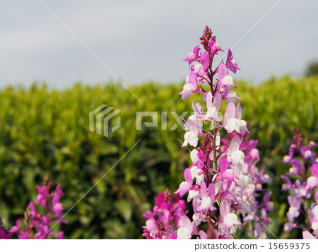 Linaria blooming in the tea plantation Linaria blooming in the tea plantation 15659375