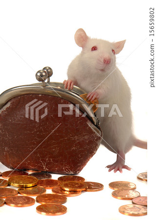 Rat 15659802