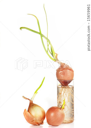 Onions 15659961