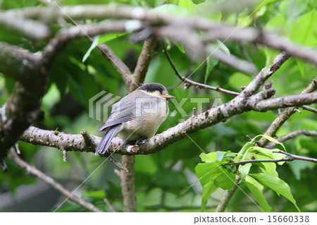 Yamagara no young bird Yamagara no young bird 15660338