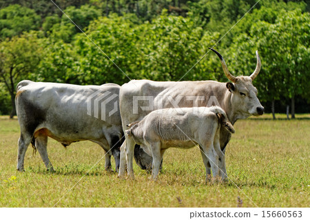 Gray cattle 15660563