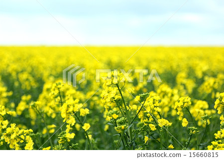 油菜田 15660815