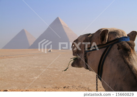 駱駝盯著金字塔 15660829