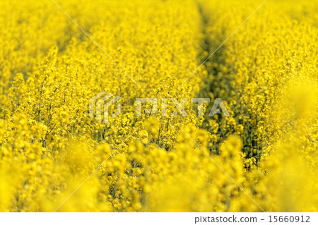 Colza field Colza field 15660912