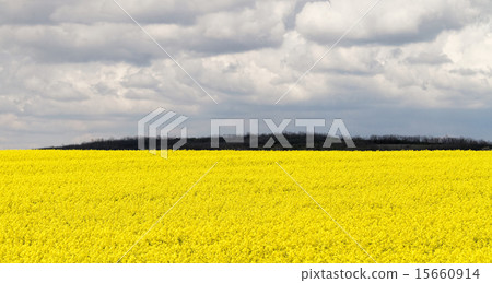 Colza field Colza field 15660914