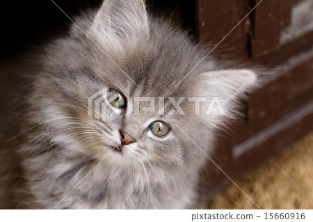 Beautiful grey kitten 15660916