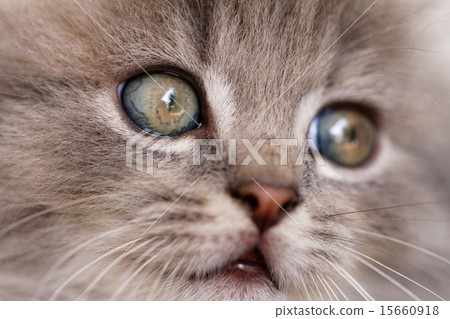 Beautiful grey kitten 15660918
