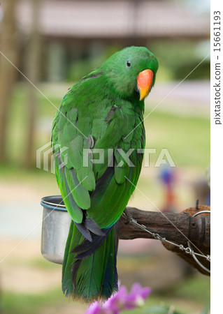 parrot parrot 15661193