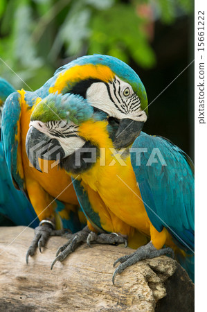 Macaws parrots Macaws parrots 15661222