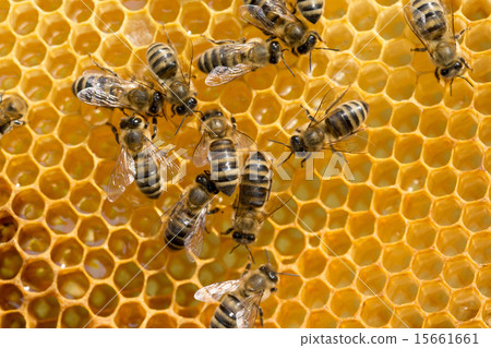 bees swarming on a honeycomb bees swarming on a honeycomb 15661661
