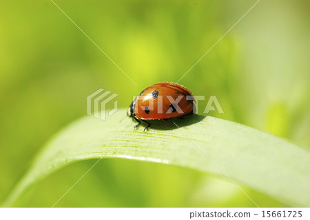 ladybug ladybug 15661725