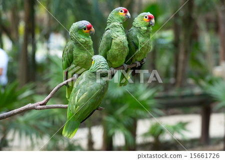 parrot bird parrot bird 15661726