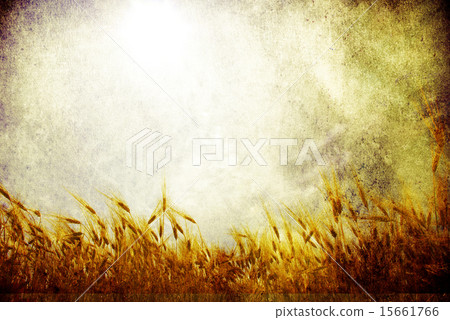 wheat wheat 15661766