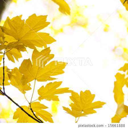 autumn leaves 15661888