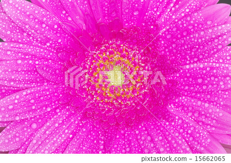 gerbera flower gerbera flower 15662065