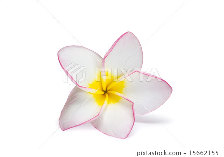 flower frangipani 15662155