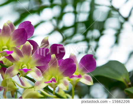 orchid 15662206