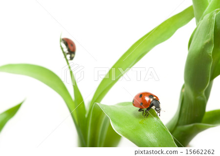 ladybug ladybug 15662262