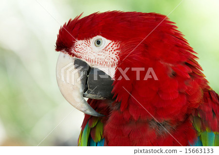 parrot parrot 15663133