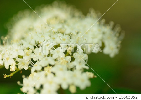 Flower of Kobanogawa mouse Flower of Kobanogawa mouse 15663352