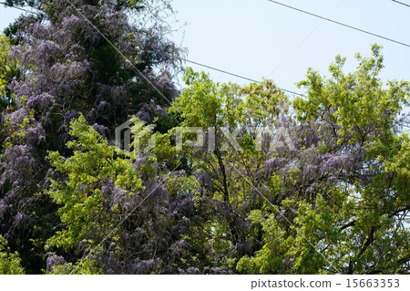 Wisteria flowers Wisteria flowers 15663353