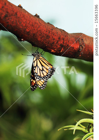 Monarch butterfly Monarch butterfly 15663396