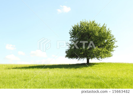 Tree on green field 15663482