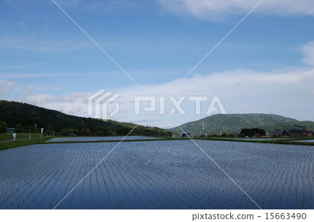 Rural landscape Rural landscape 15663490