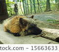 Chillin Fox（在Zao Fox Village） 15663633