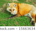 Fox Fox（在Zao Fox Village） 15663634