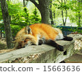 您可以在任何地方睡覺（在Zao Fox Village） 15663636