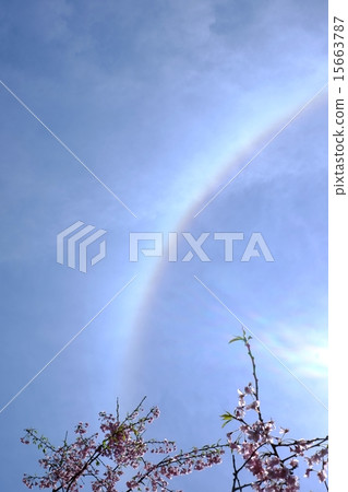 Branded cherry blossoms and sunshine 15663787