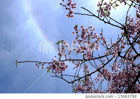 Branded cherry blossoms and sunshine 15663788