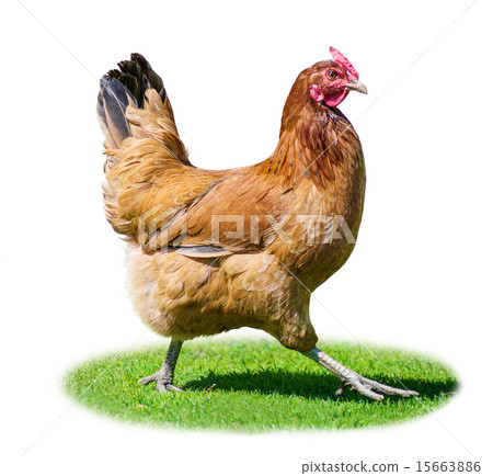 Hen on the green grass 15663886