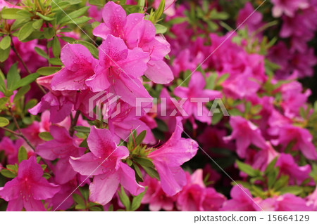 Azaleas after the rain Azaleas after the rain 15664129