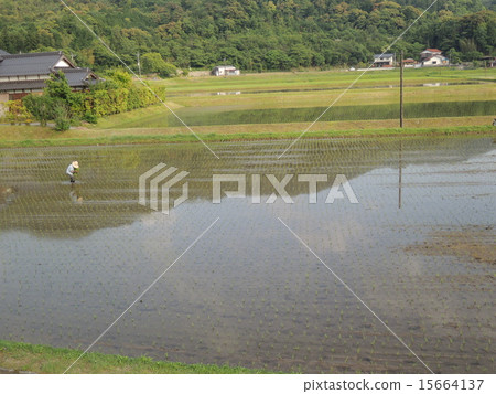 Rice planting work 15664137