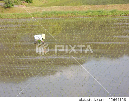 Rice planting work 15664138