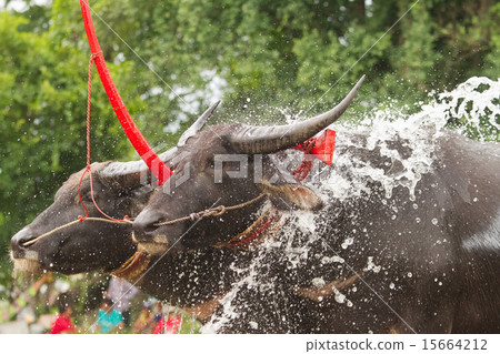 Water buffalo rest during Buffalo Racing Festival 15664212