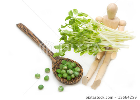 Green pea and snow pea sprouts on wooden model Green pea and snow pea sprouts on wooden model 15664259