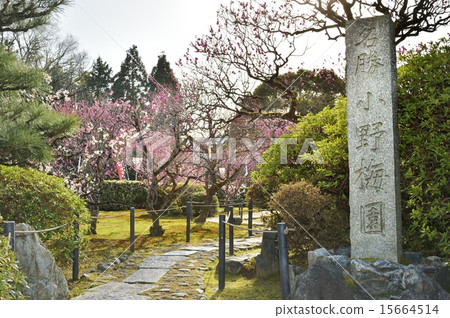 Katsu Ono Umeen 15664514