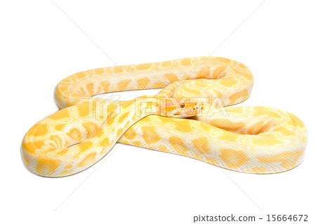 Gold Python,Abino snake 15664672