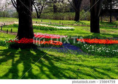 Showa Memorial Park tulips 15664759