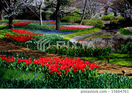 Showa Memorial Park tulips Showa Memorial Park tulips 15664761