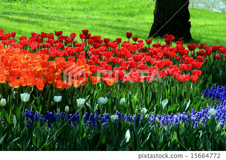 Showa Memorial Park tulips Showa Memorial Park tulips 15664772