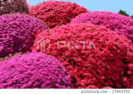 Azalea in full bloom Azalea in full bloom 15664789